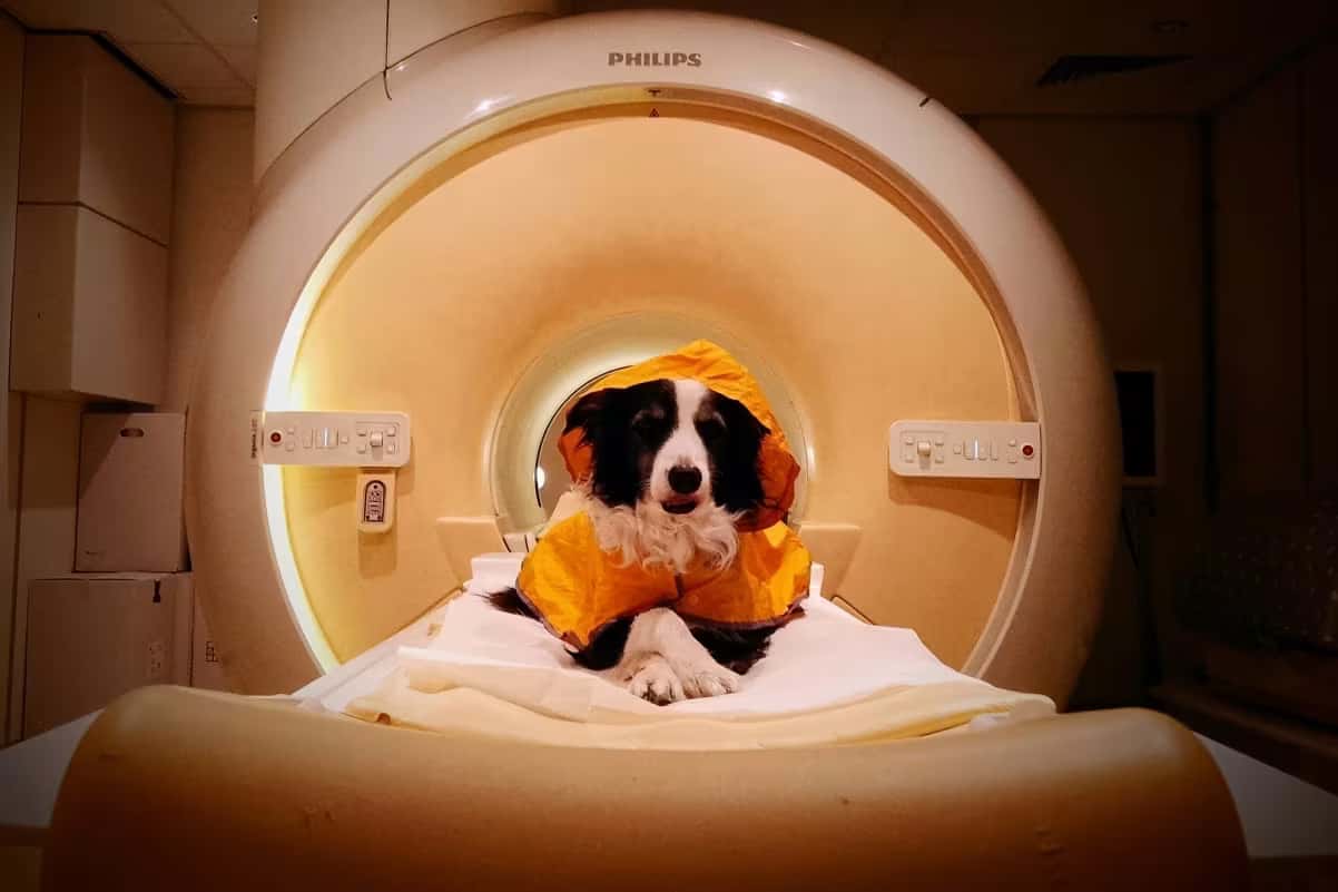 Cães de estimação treinados permaneceram acordados durante exames de ressonância magnética funcional (fMRI), enquanto pesquisadores mediam sua atividade cerebral ao visualizarem imagens de rostos humanos expressando felicidade, raiva, medo e tristeza