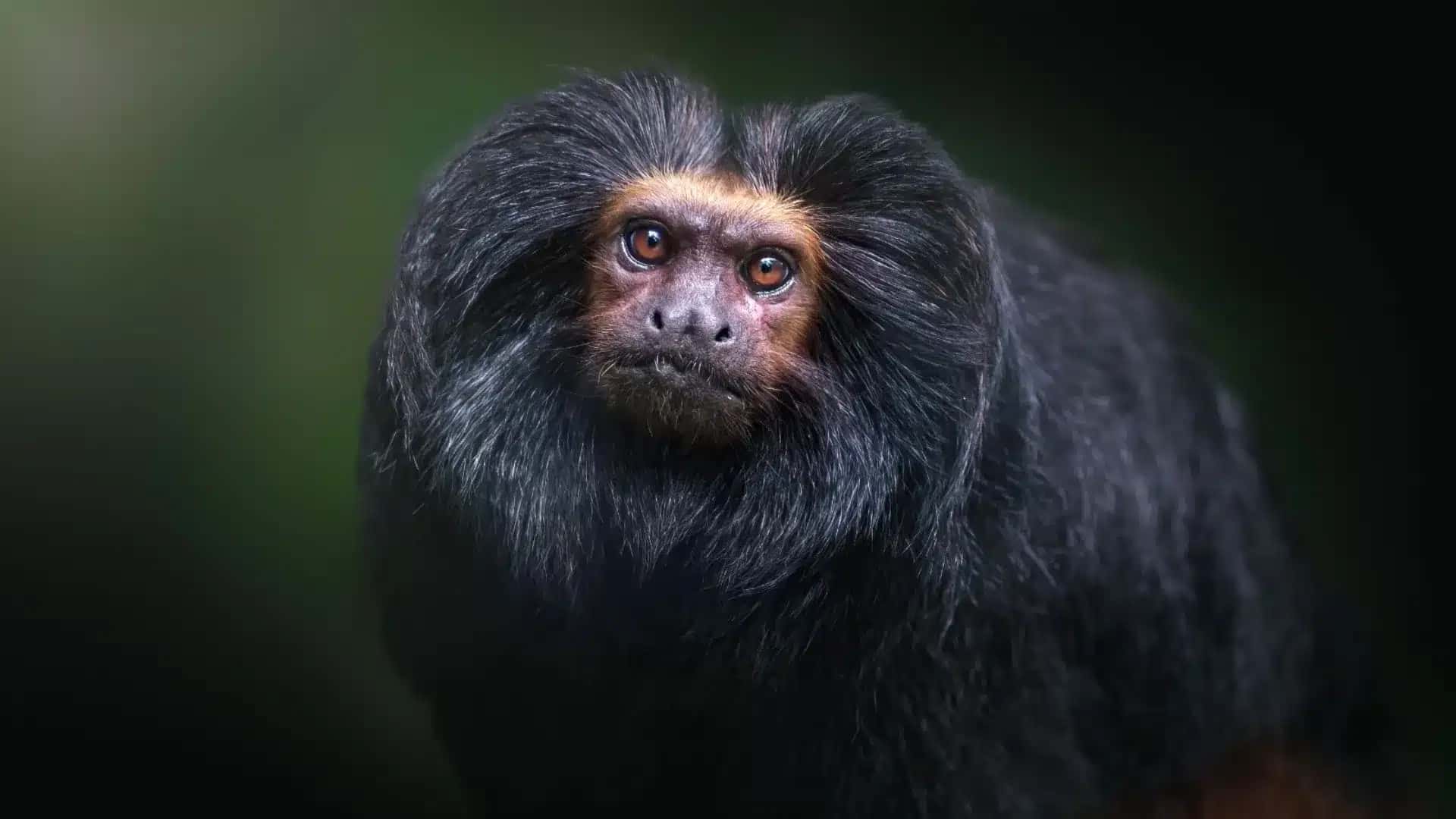 Entre as espécies em extinção está o mico-leão-preto, espécie símbolo do Estado de São Paulo