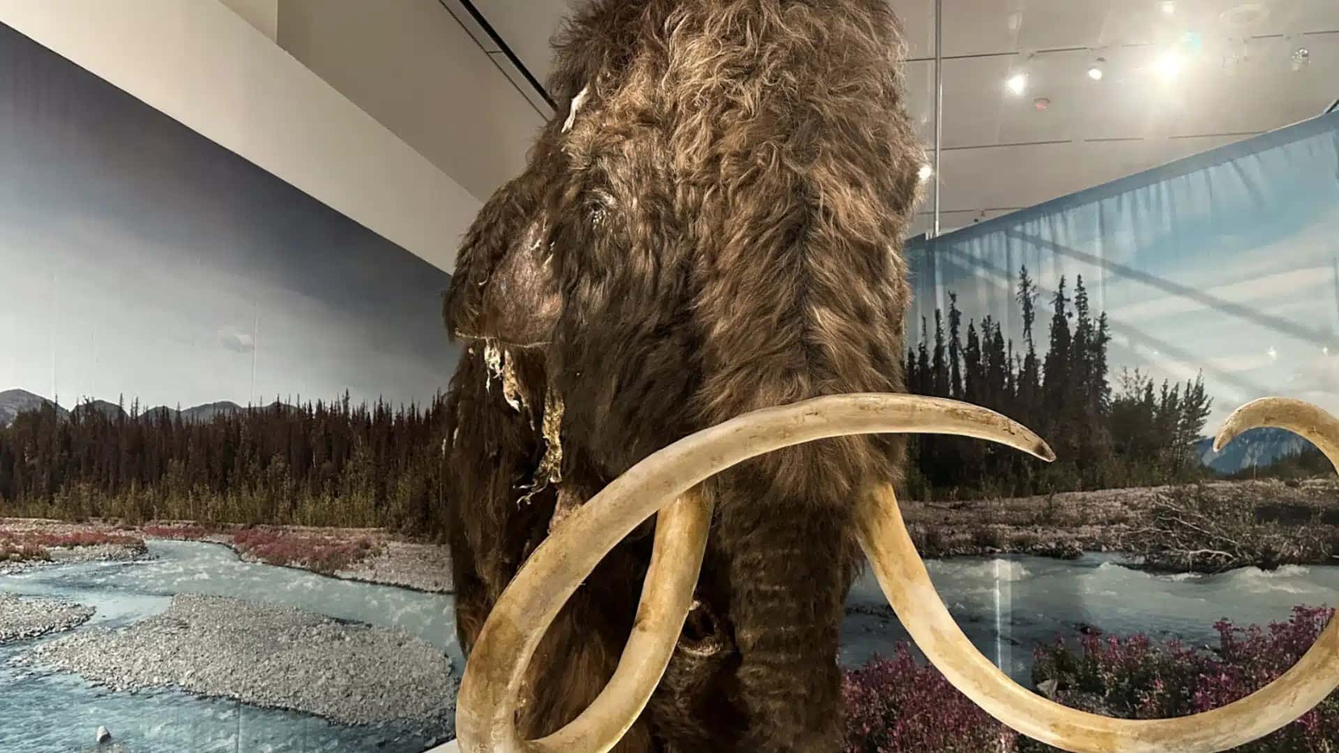 Réplica em tamanho real de um mamute lanudo em exibição no Museu Americano de História Natural, em Manhattan, EUA 8 de novembro de 2023