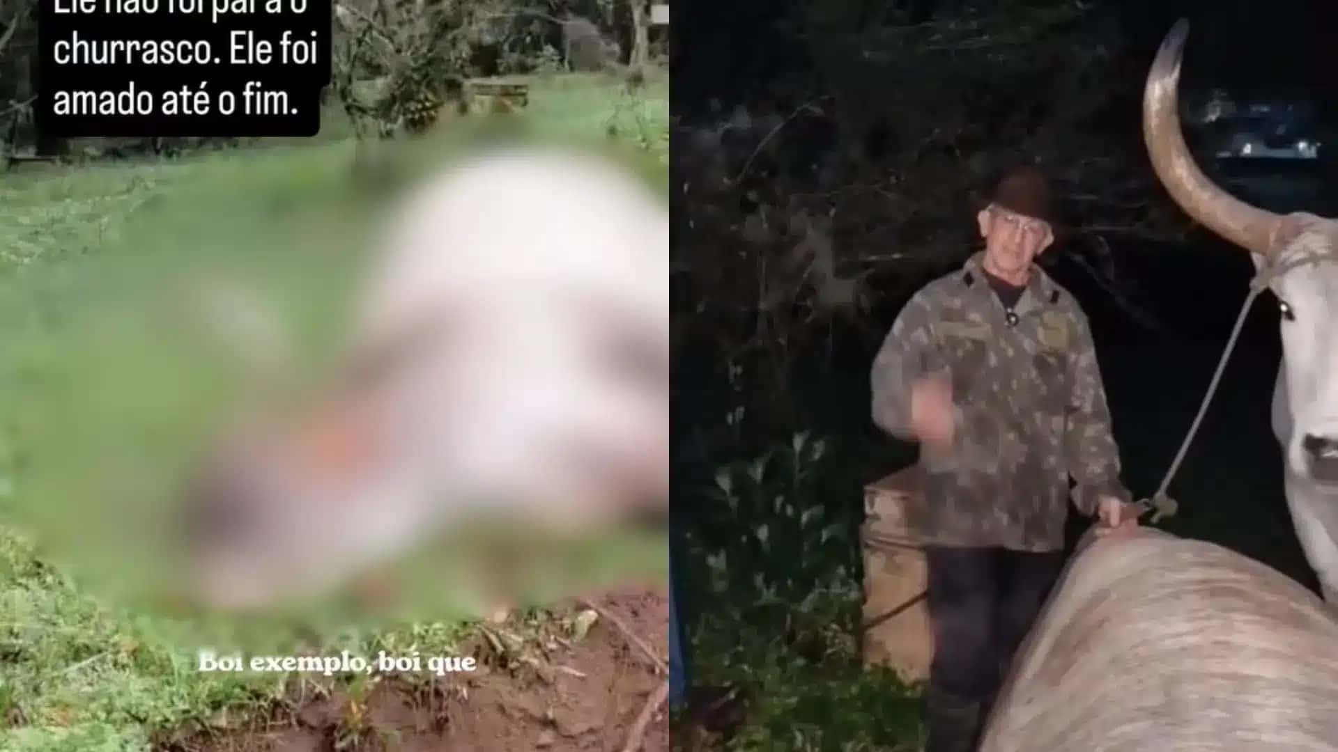Boi considerado o mais velho do Brasil morre em SC