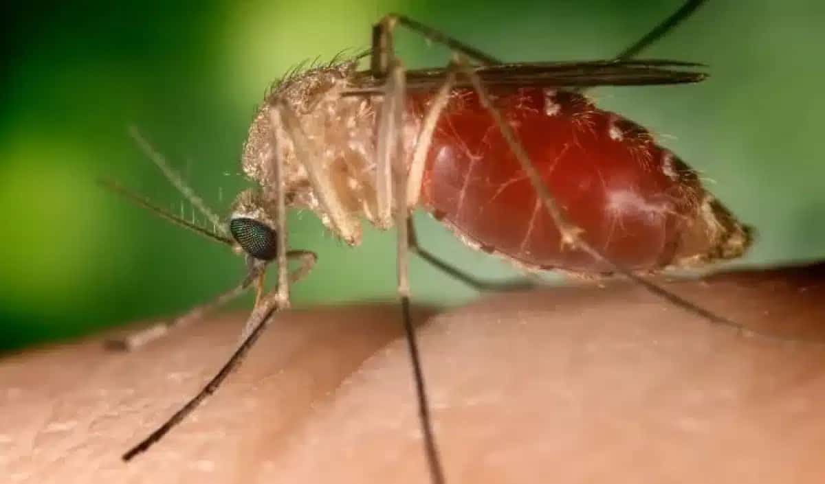 Febre Oropouche é transmitida pelo mosquito maruim