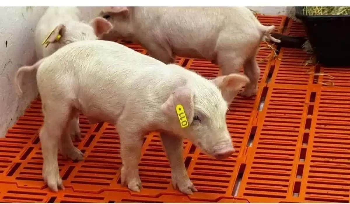 primeiro clone suíno da América Latina nasce no Instituto de Zootecnia de Piracicaba