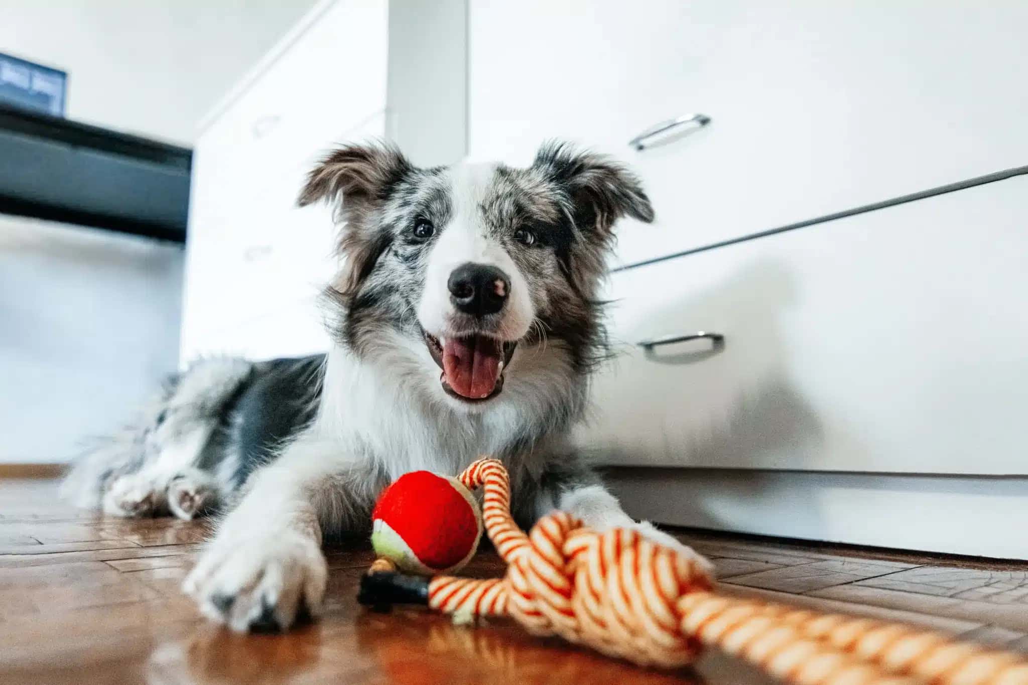 Estudo mostra que cães podem diferenciar emoções