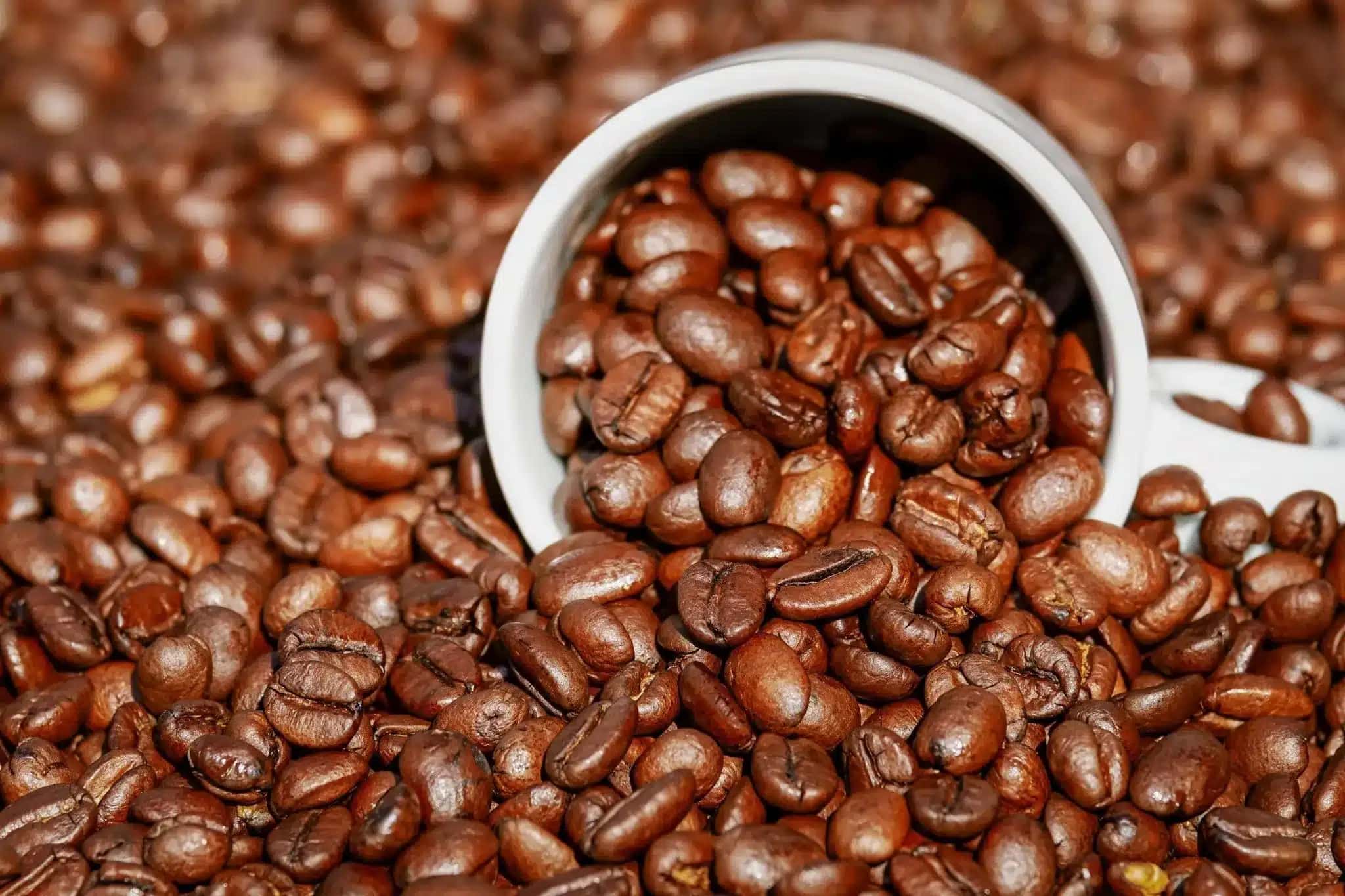 Café torrado em grão que pode ser processado nos EUA