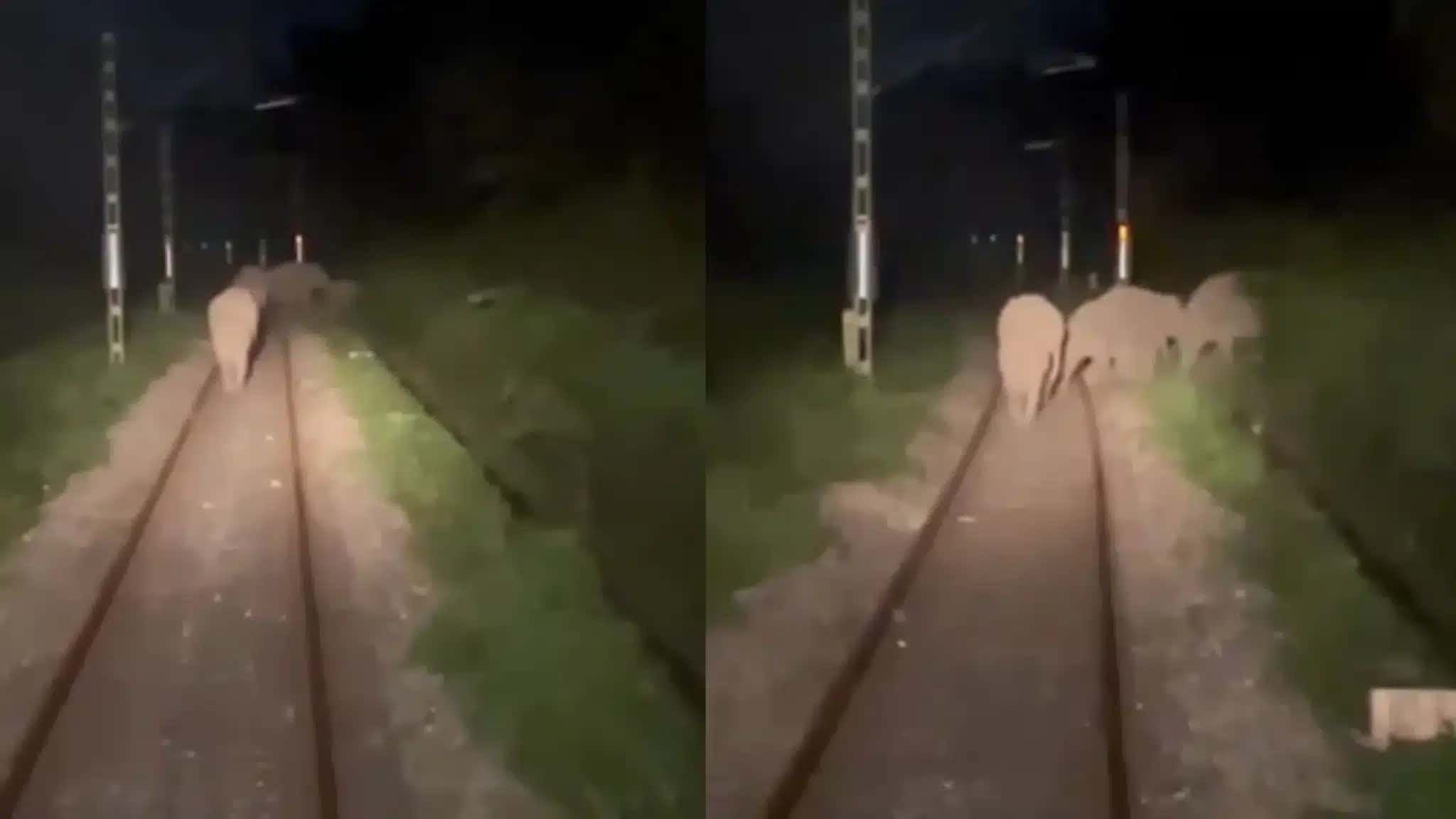 Trem reduz velocidade após maquinistas avistarem elefantes sobre trilhos na Índia
