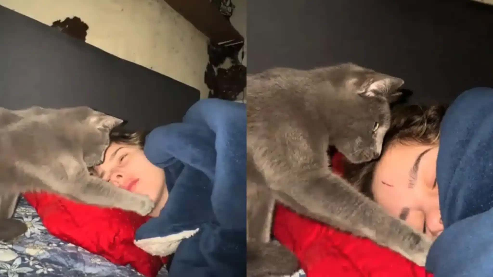 Gatinho pede para entrar debaixo da coberta da dona com “patadinhas” e cena encanta