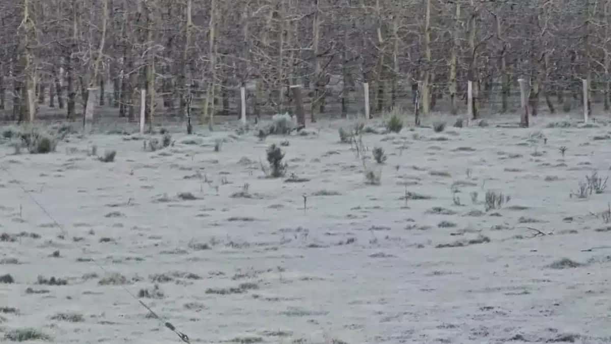 Frio intenso provoca geada e temperatura de -7,7°C em Santa Catarina