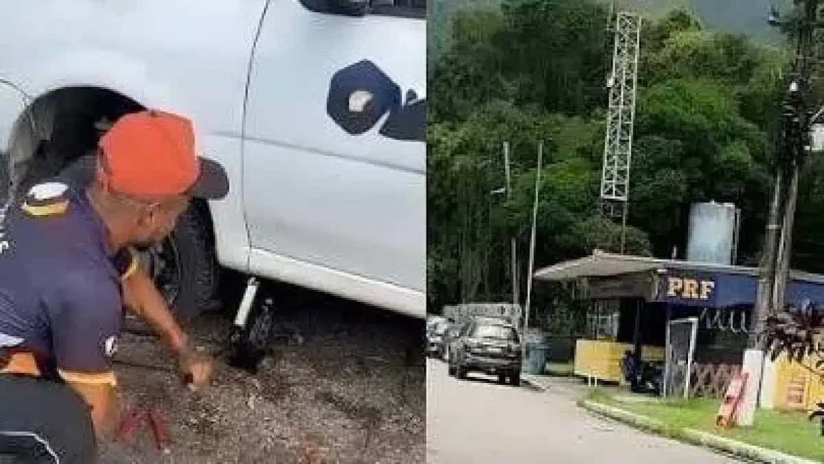Pássaro constrói balanço e impressiona com perfeição do arranjo; veja