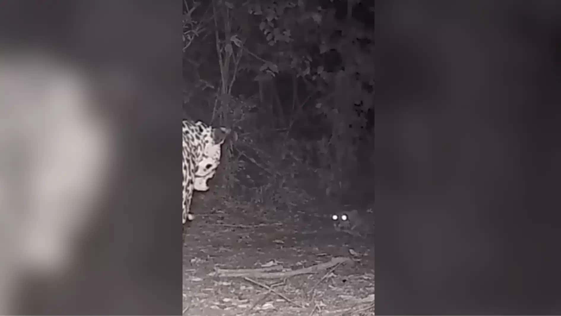 Caso ocorreu no Parque Nacional Iguaçu