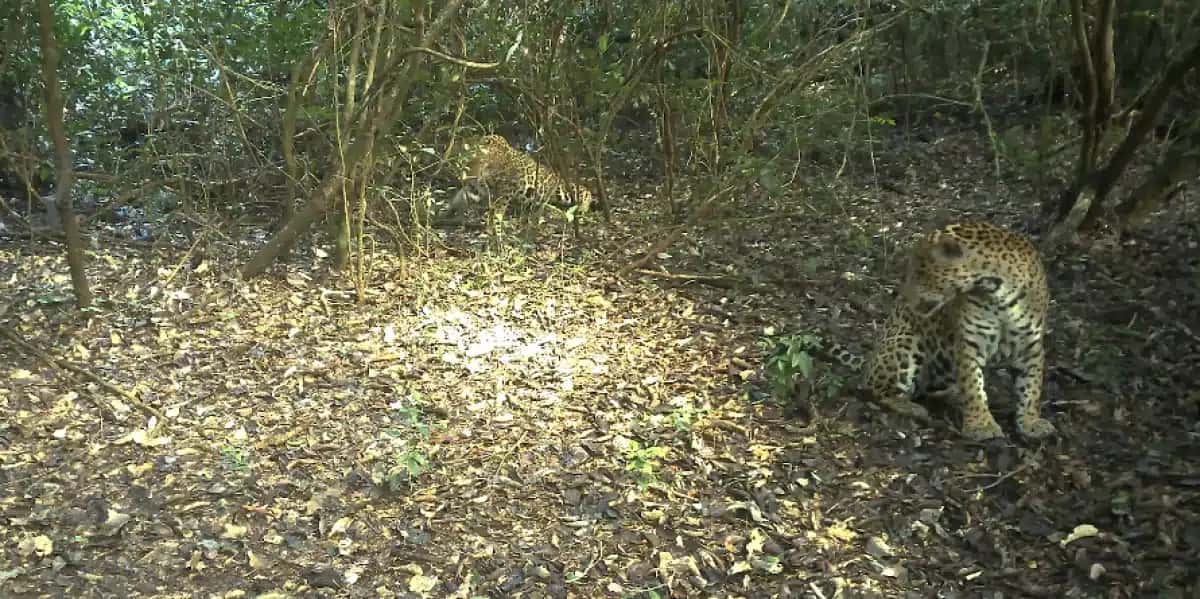 O projeto Onças do Iguaçu divulgou nas redes sociais, nesta sexta-feira (21), que um novo casal de onças no Parque Nacional do Iguaçu está se formando