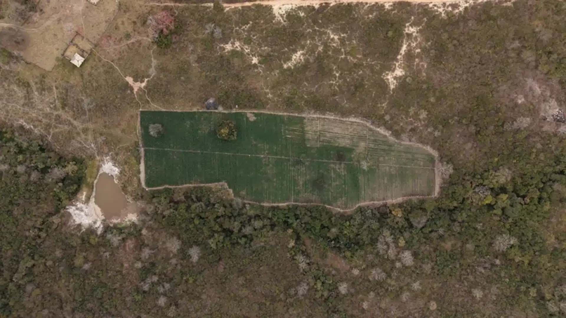 Plantação de maconha localizada pela Polícia Federal em Cachoeira do Pajeú (MG); cerca de 40.000 pés foram encontrados no local|Divulgação/PF – 20.ago.2026