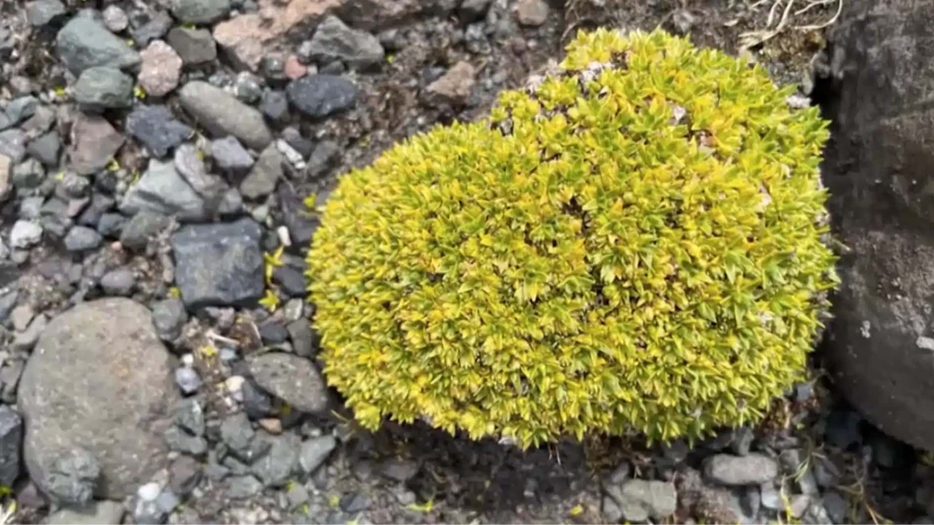 Espécie Colobanthus quitensis