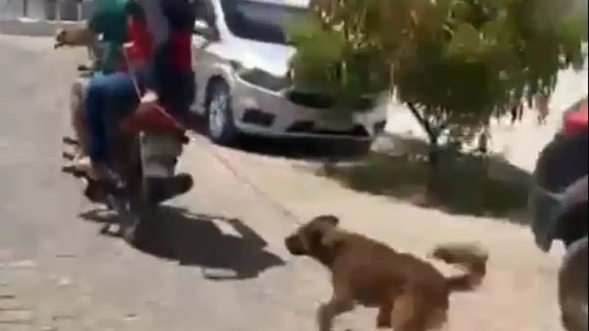 1-cachorro