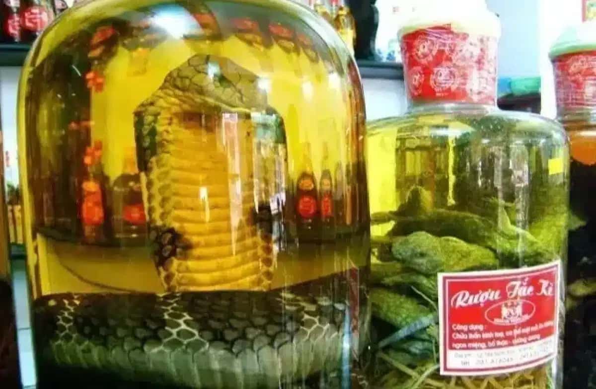 1-vinho-de-cobra