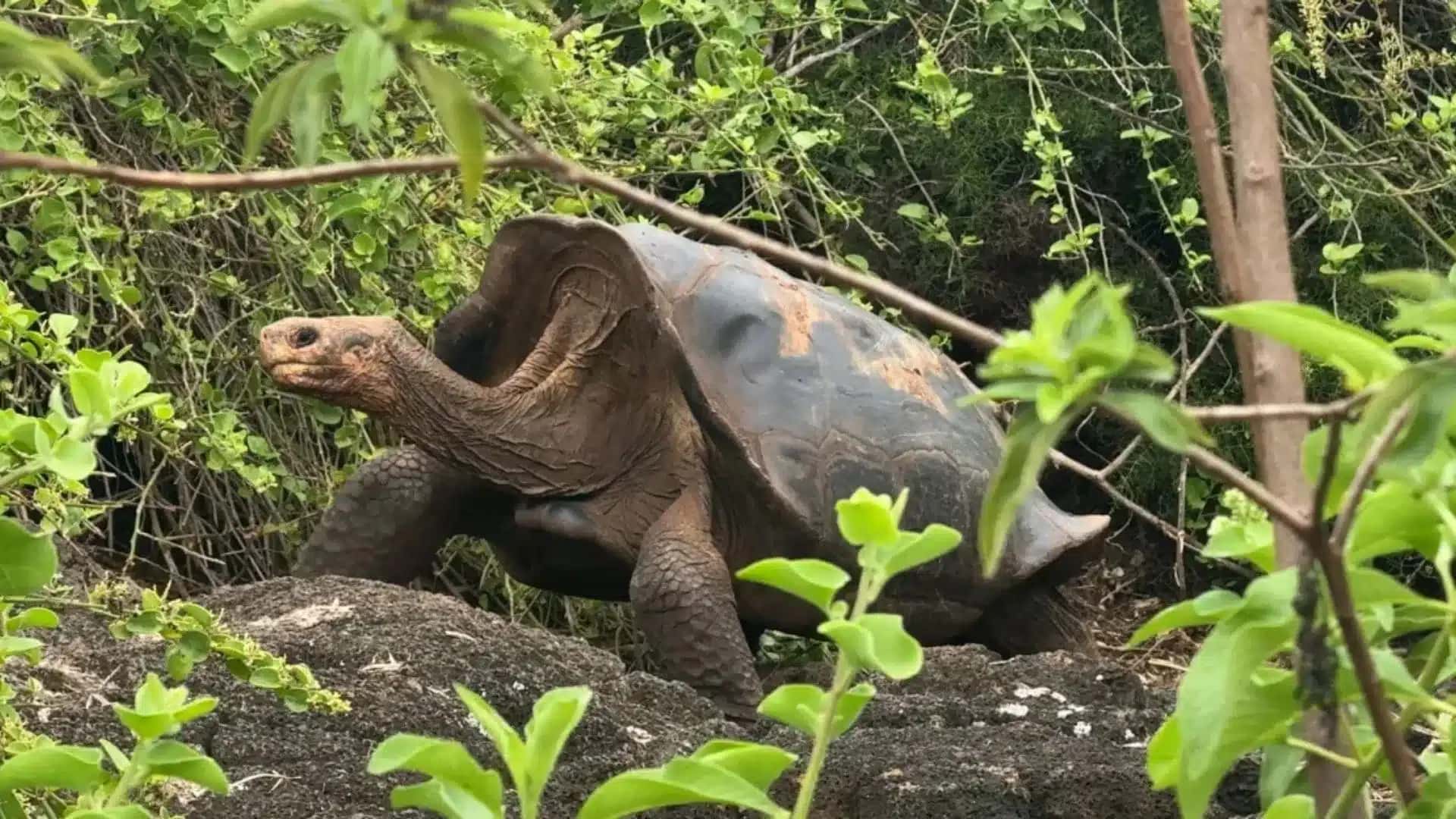 As tartarugas foram dizimadas por piratas, baleeiros e espécies invasoras. No entanto, décadas de trabalho de conservação permitiram que algumas populações se recuperassem.