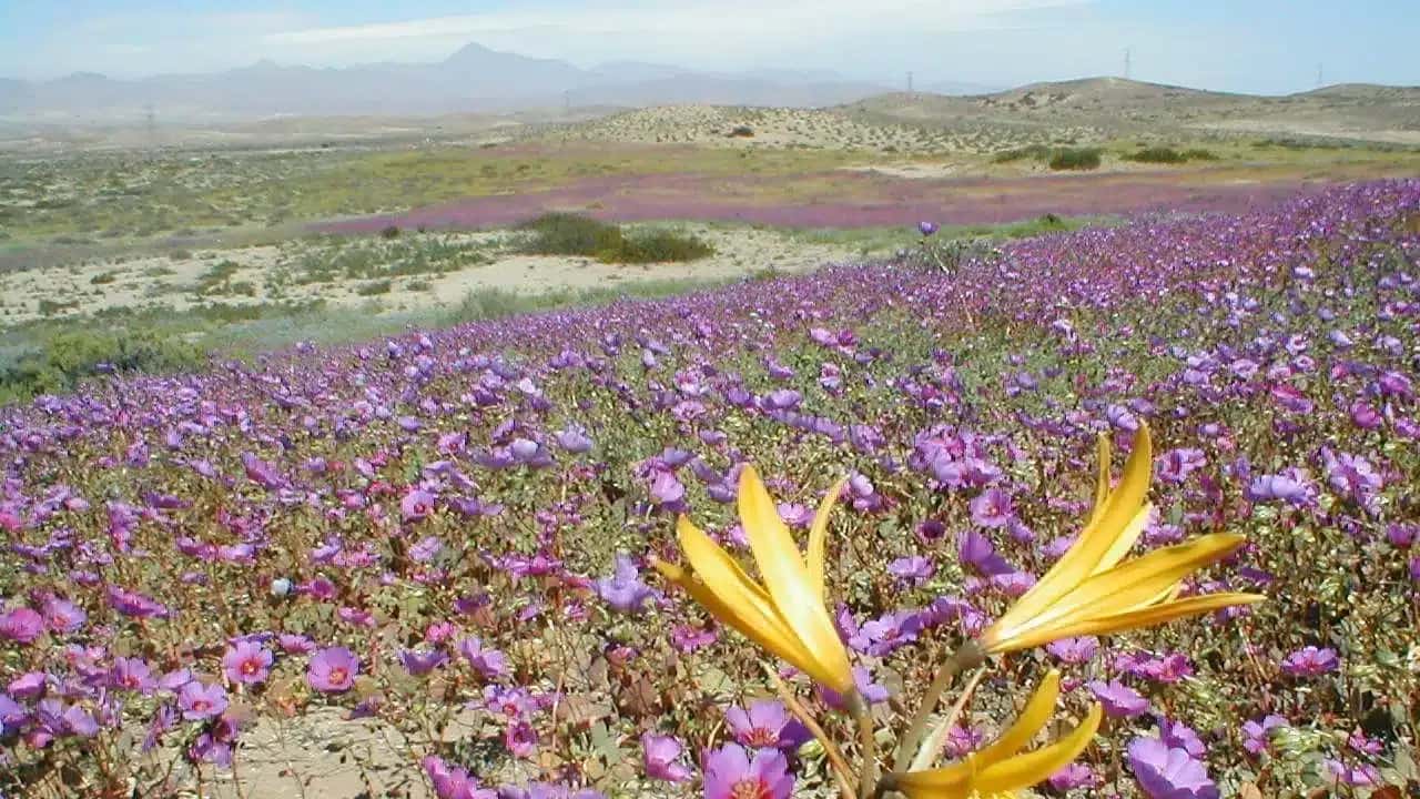 Deserto florido: fenômeno enche de cor uma das regiões mais áridas do planeta