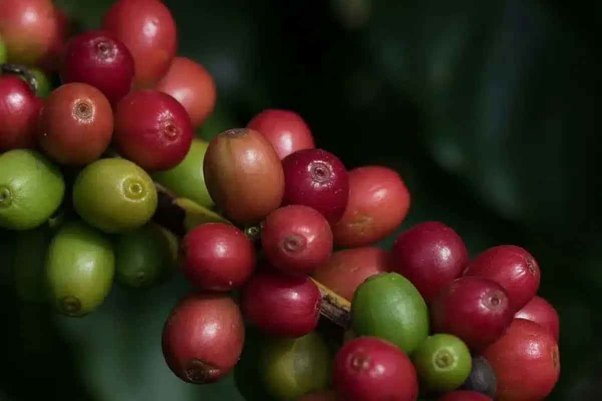 Setor cafeeiro dos EUA e do Brasil estão juntos nas negociações