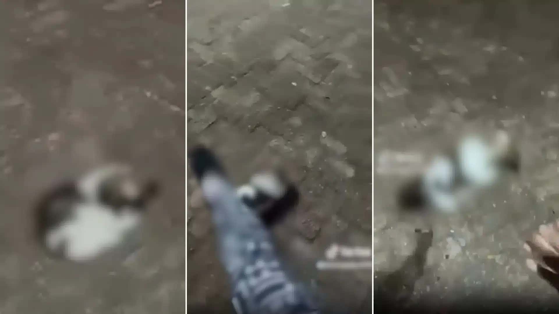 INFLUENCIADORA CHUTA CACHORRA