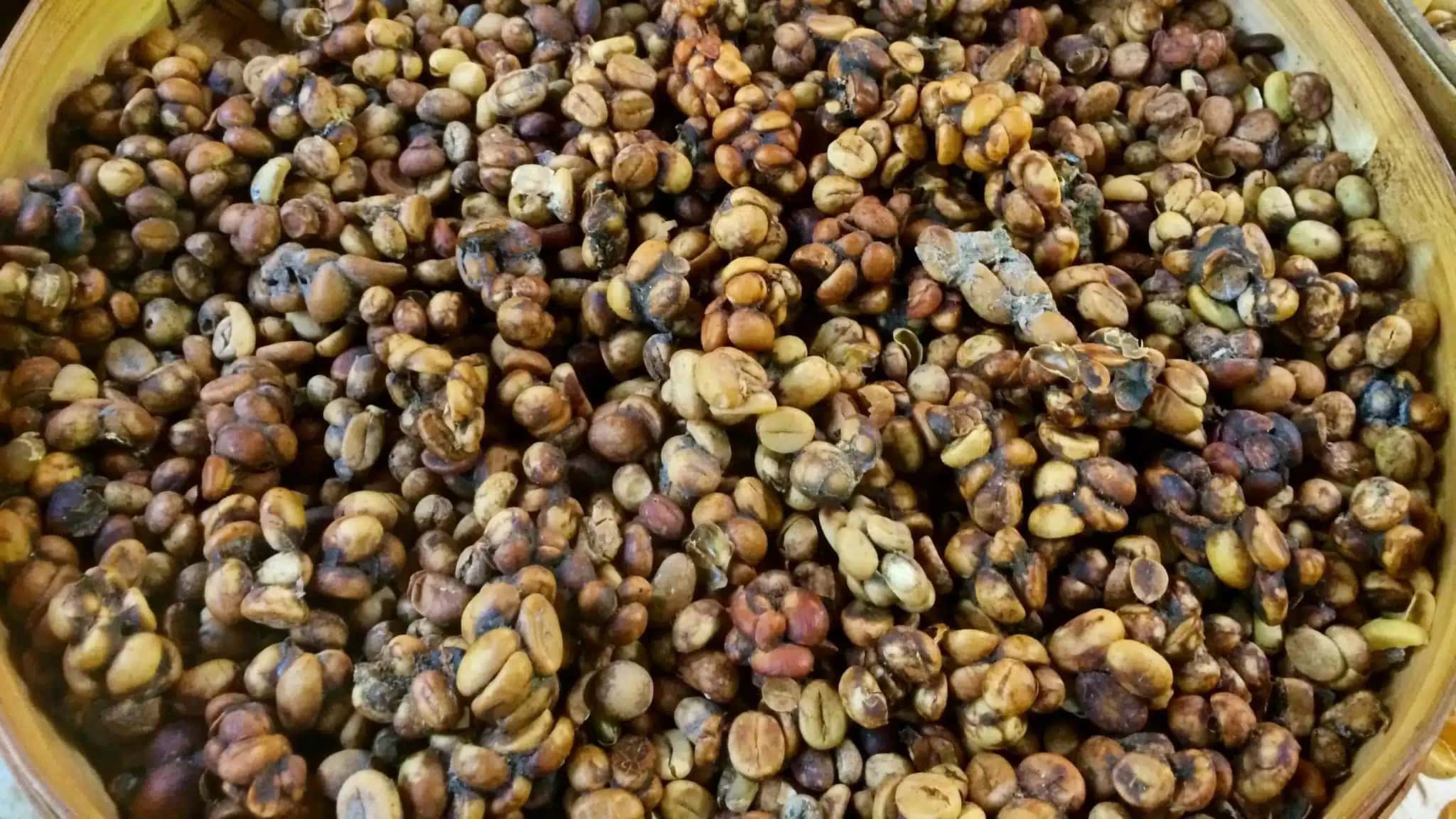 Conheça a história do Kopi Luwak, o exótico café de civeta que passa de R$ 14 mil