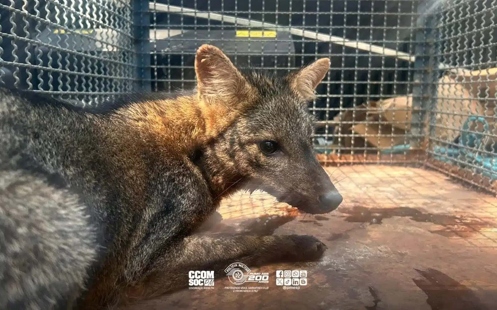Cachorro-do-mato resgatado em área urbana é devolvido à natureza em Caraguatatuba
