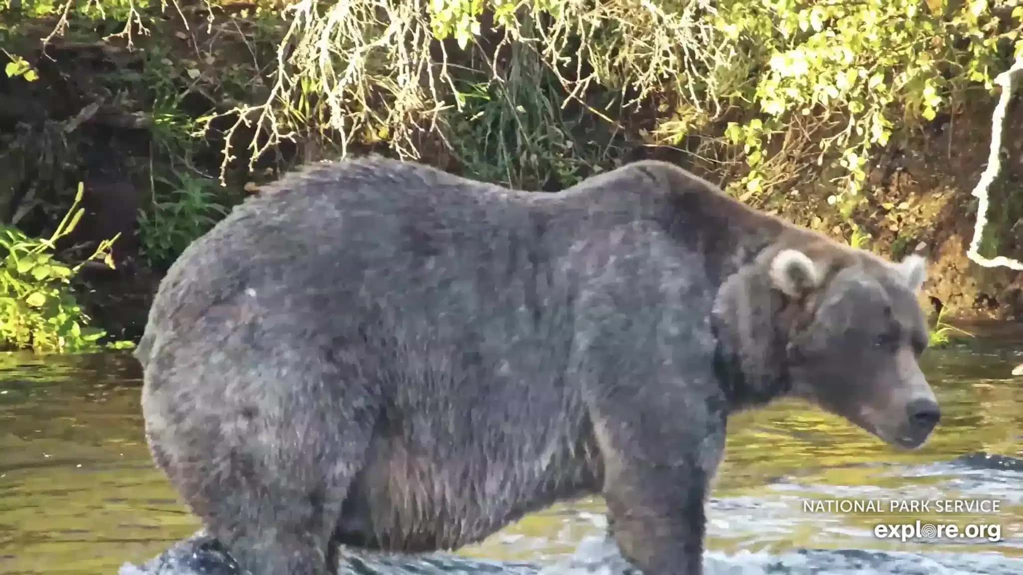 Urso “Backpack”, vencedor da Fat Bear Week