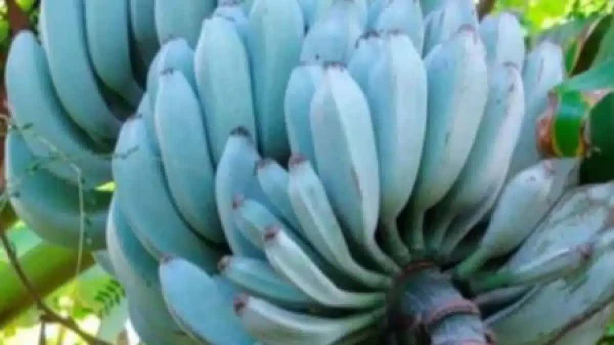 banana blue