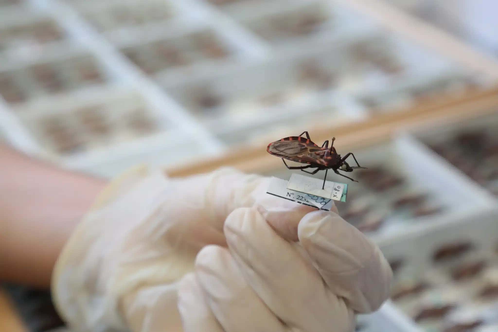 A Doença de Chagas é causada pelo parasita Trypanosoma cruzi e transmitida, principalmente, pelas fezes do inseto conhecido como barbeiro
