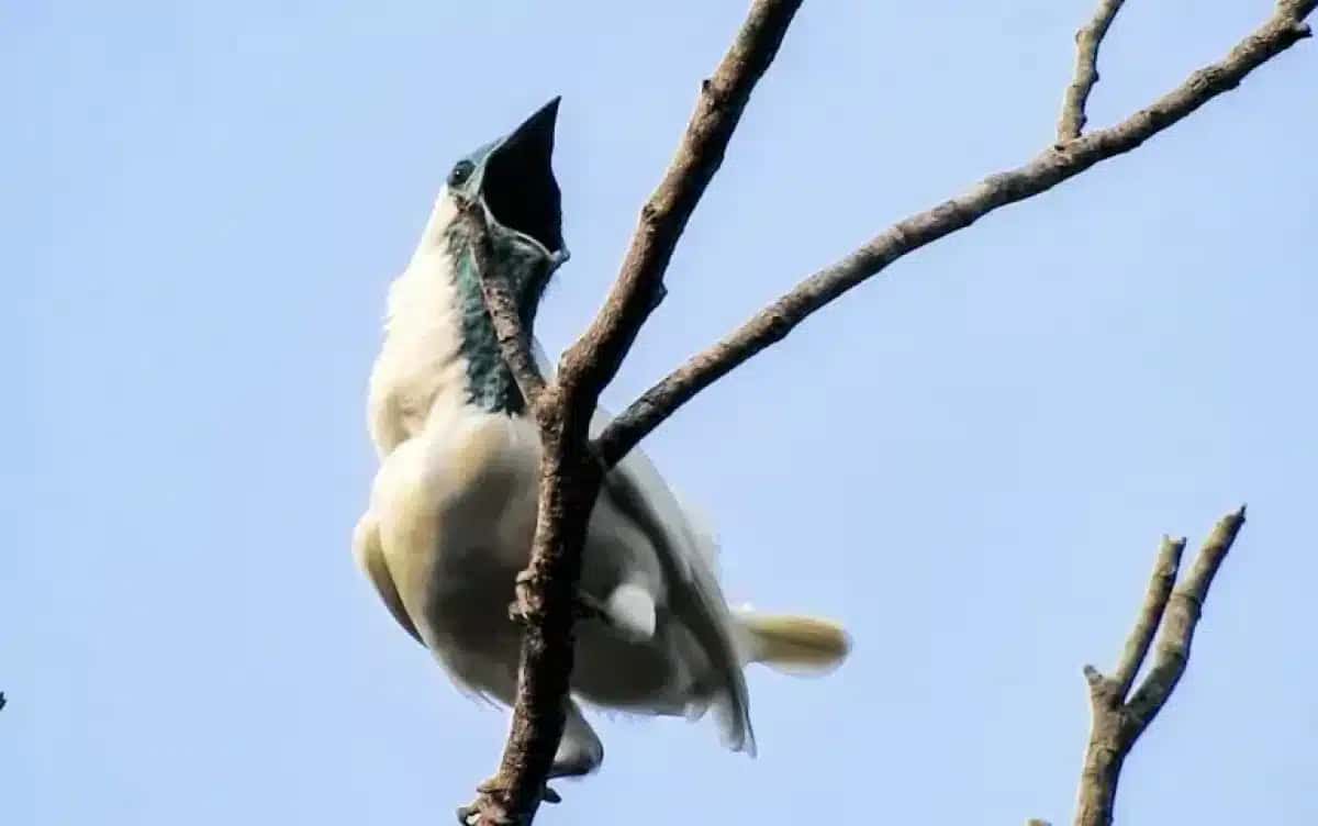 O araponga-de-garganta-nua, que pode reinar como a ave mais barulhenta do Novo Mundo.