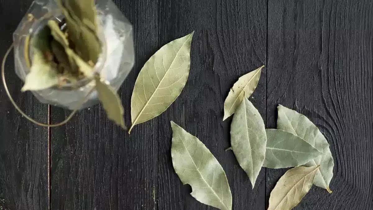 Folhas de louro possuem infinidades de benefícios para o corpo