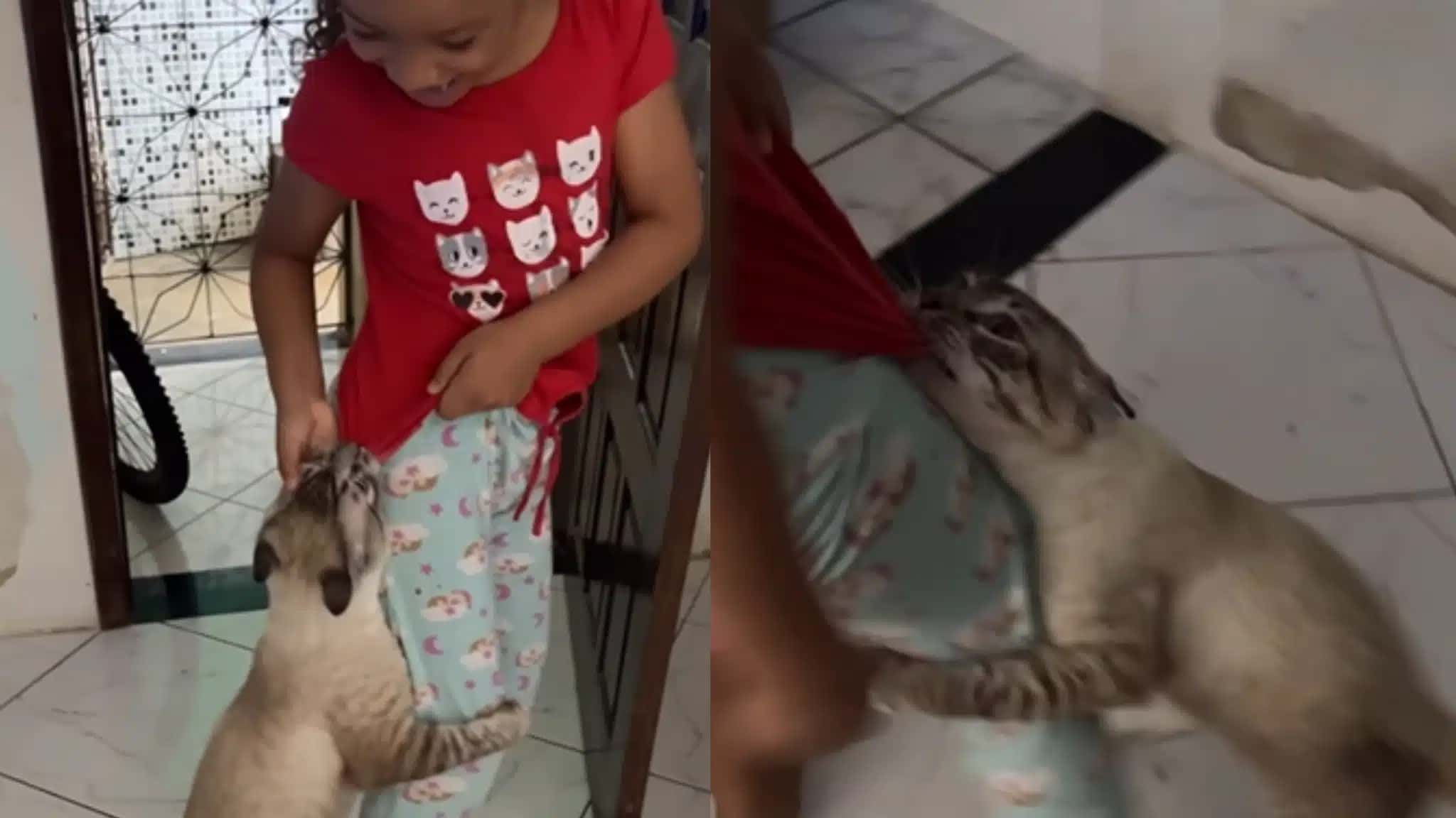 gato-pega-pega-2