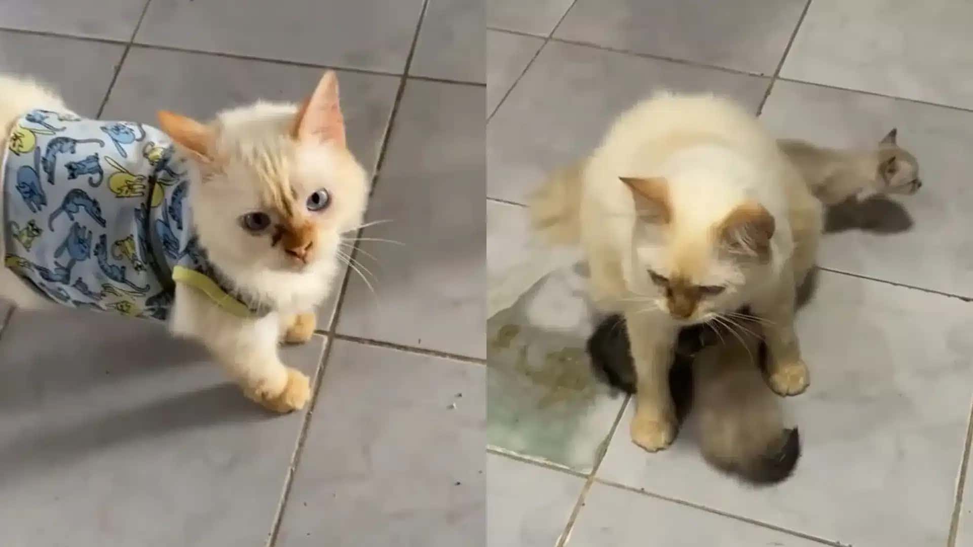Gordo é gato que protege outros animais em abrigo