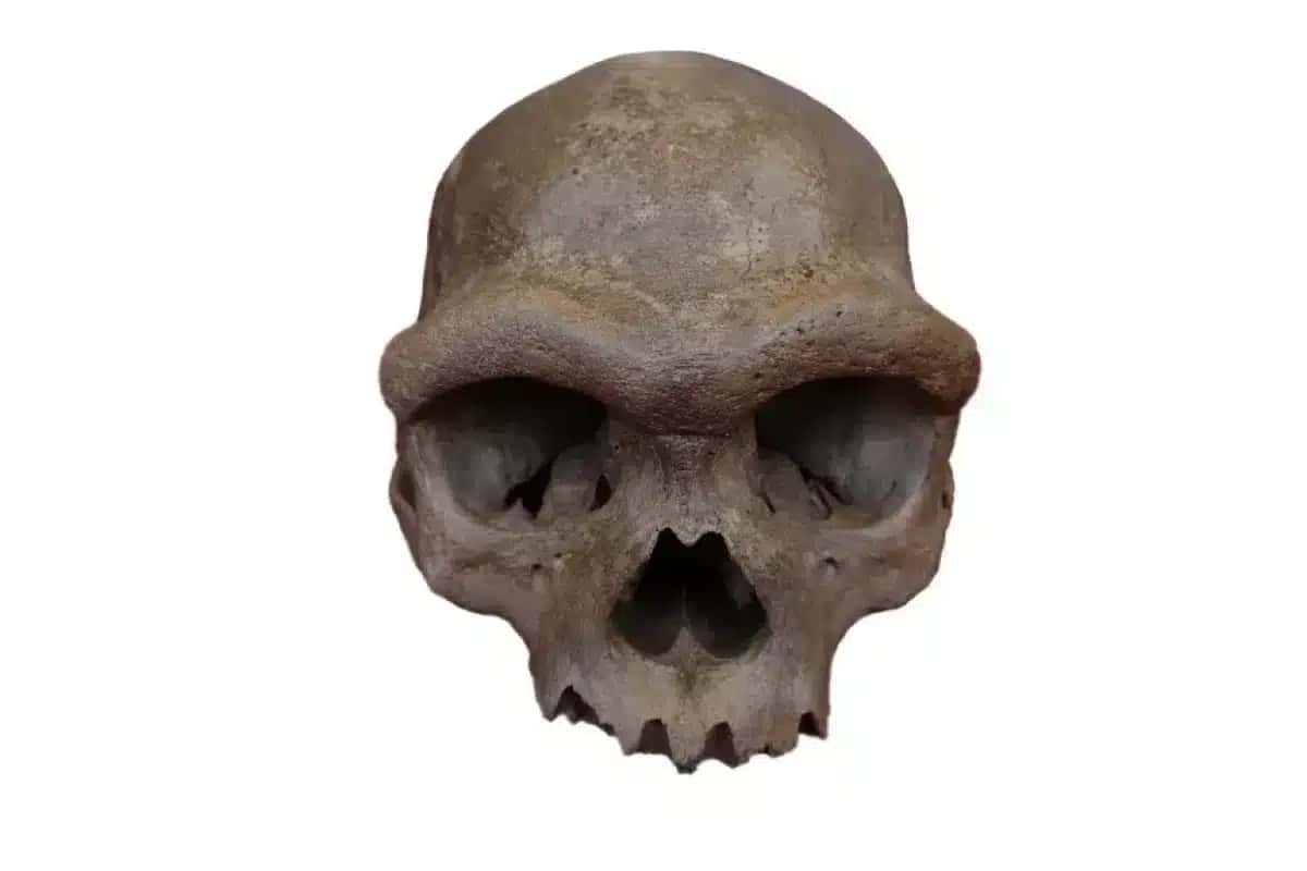 Material genético de um crânio impressionante, encontrado em um poço no nordeste da China, revelou a identidade dos denisovanos