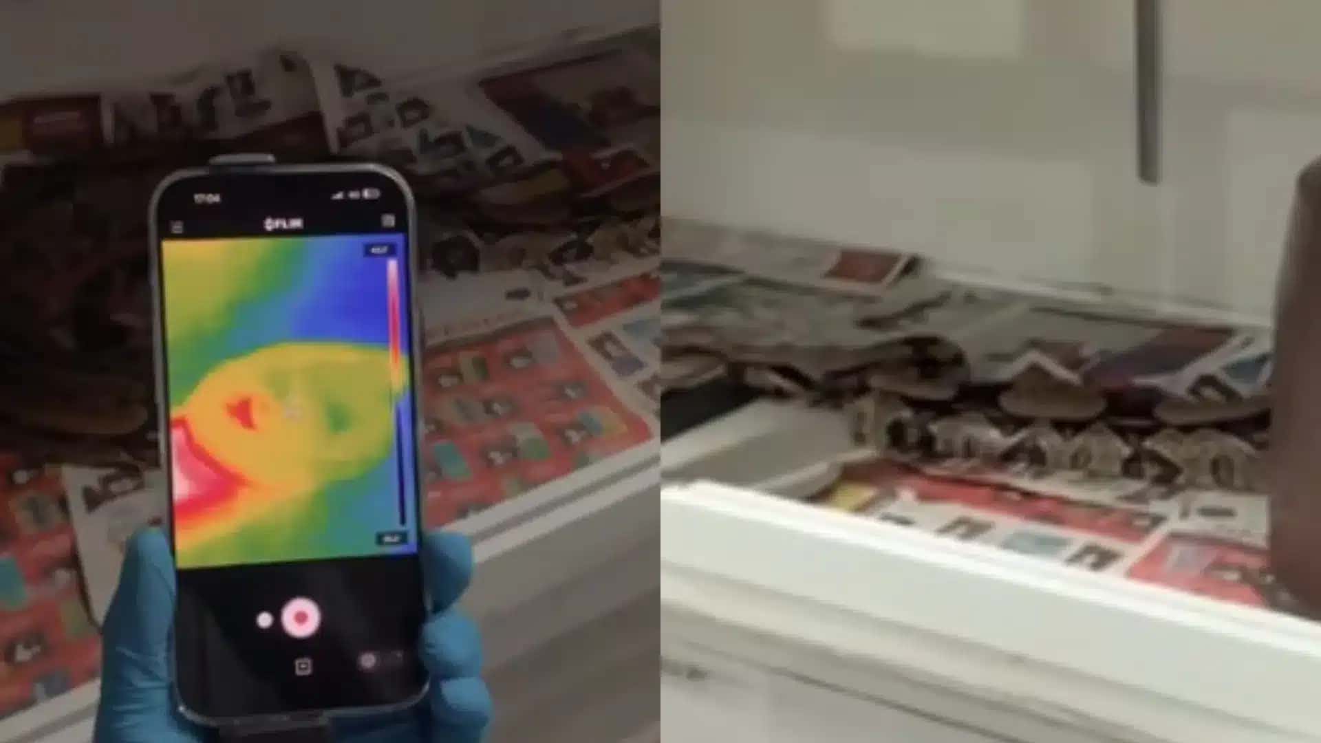 Temperatura de cobras é medida de forma diferente dos mamíferos