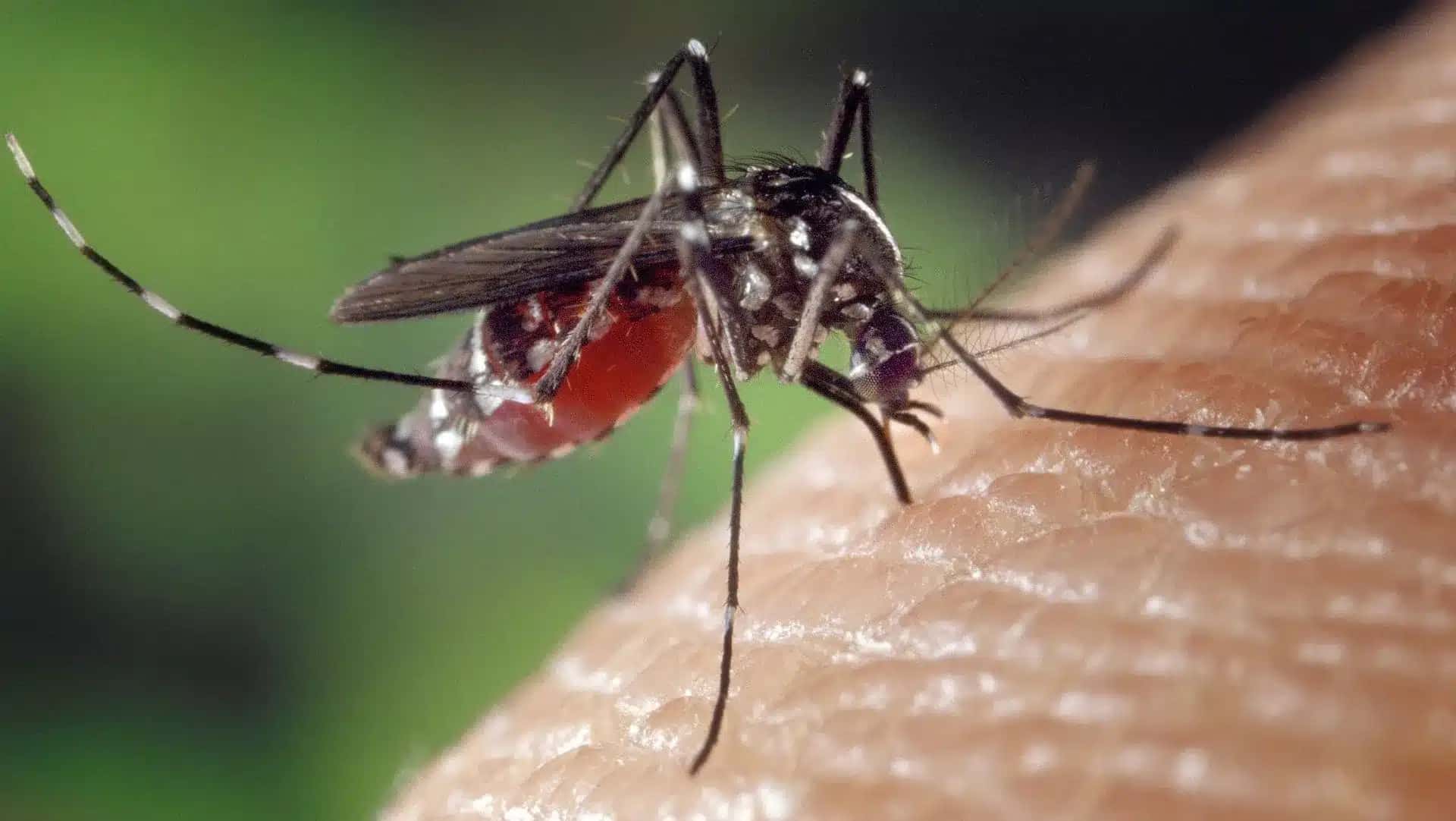 Dengue, chikungunya e zika são vírus transmitidos pelo mosquito Aedes aedypti