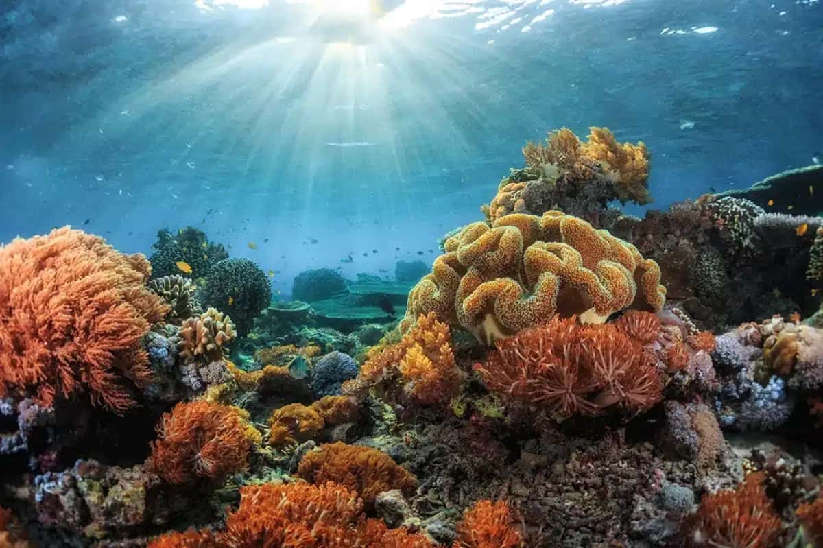 Foto subaquática do recife de coral vívido em dia ensolarado | Foto: Reprodução/Superinteressante