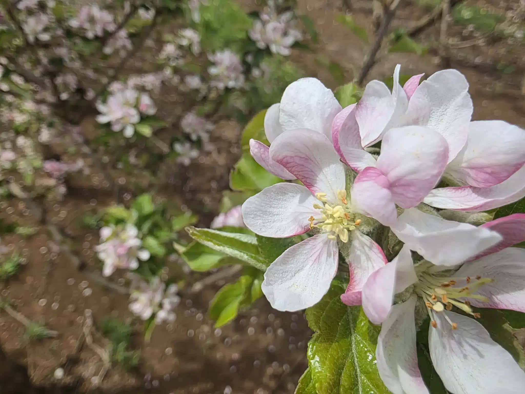 As macieiras de Santa Catarina e do Rio Grande do Sul entraram em floração com a chegada da primavera.