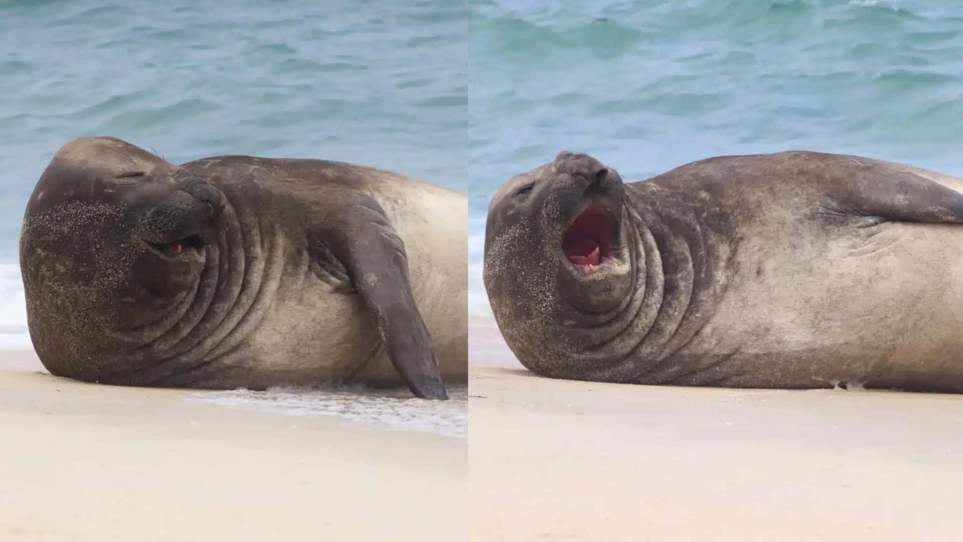 O elefante-marinho que fez um “tour” por praias da Zona Sul do Rio de Janeiro reapareceu no litoral de Maricá, no Rio de Janeiro.