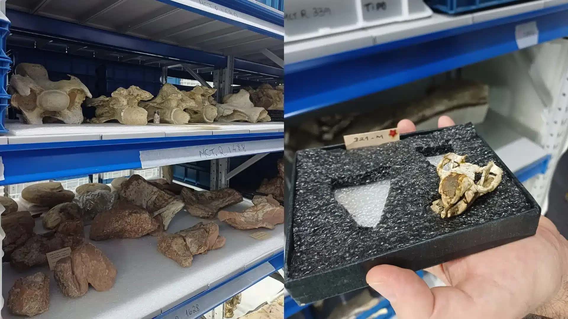 Acervo de Paleontologia do Museu de Ciências da Terra reúne mais de 250 mil exemplares.