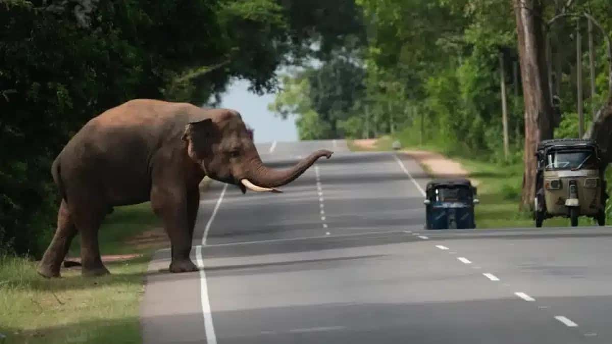 O Sri Lanka tem o maior número de mortes de elefantes registradas por ano.
