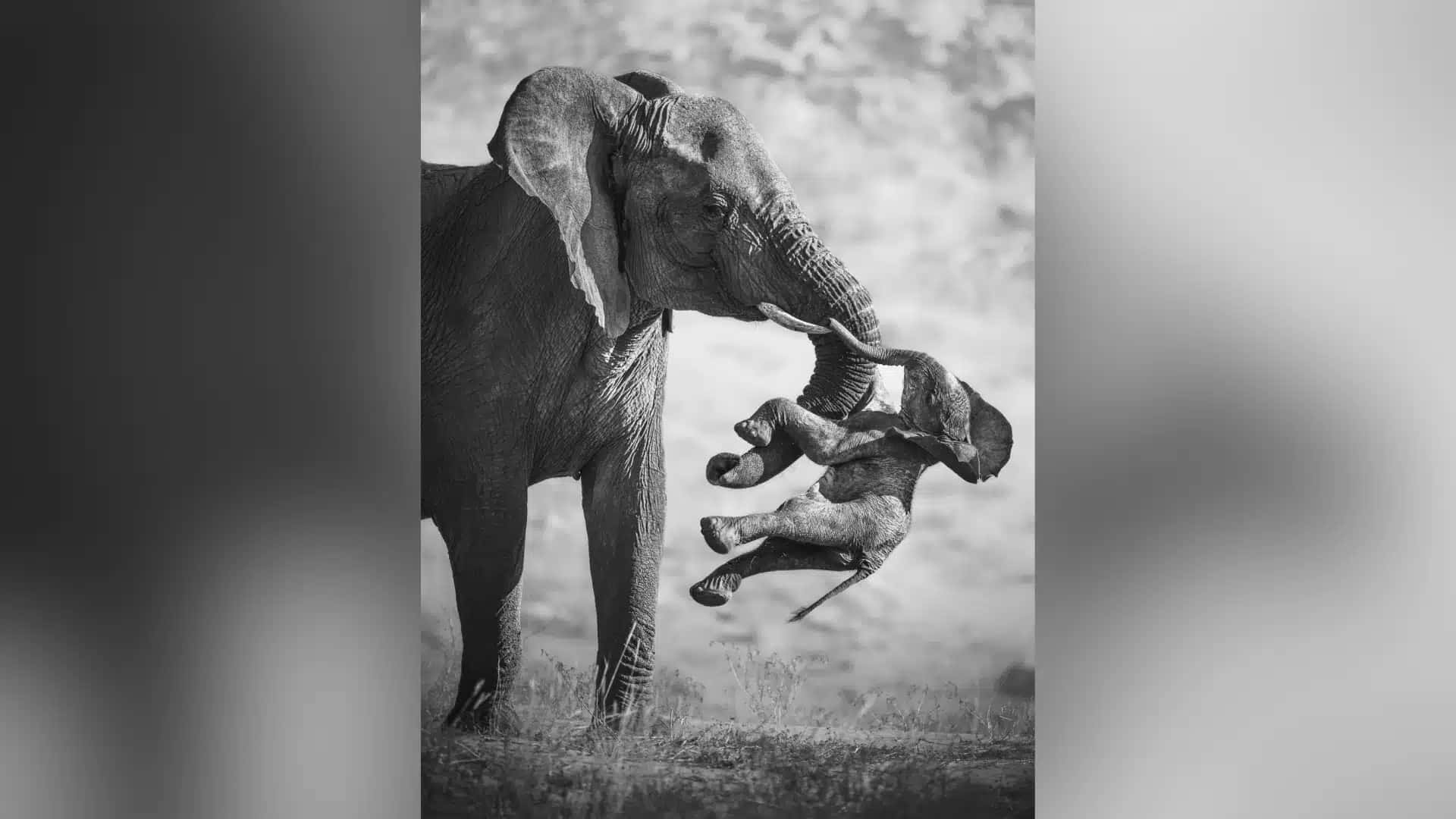 Foto vencedora de Federico Veronesi mostra uma mãe elefante carregando o cadáver de seu filhote com a tromba.