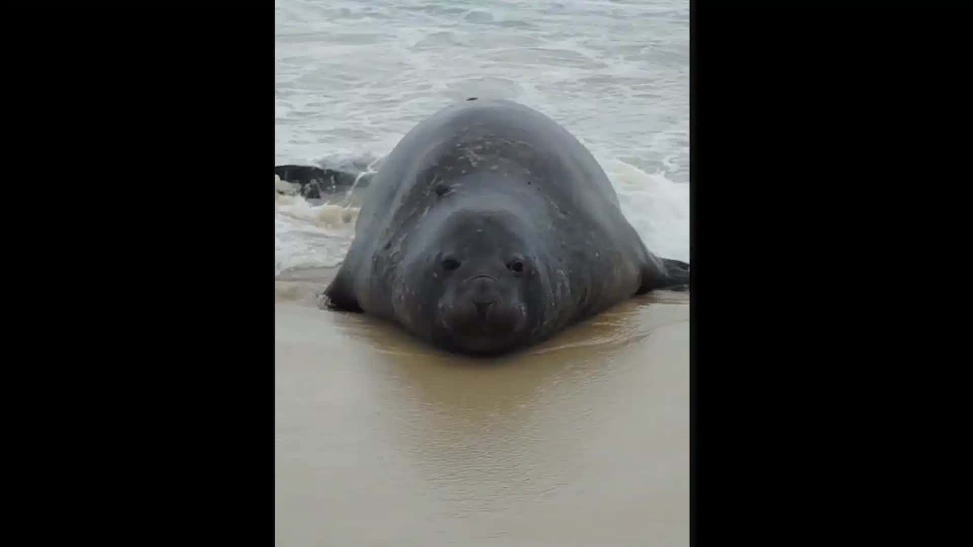 Leão Marinho é visto na Zona Sul do Rio de Janeiro