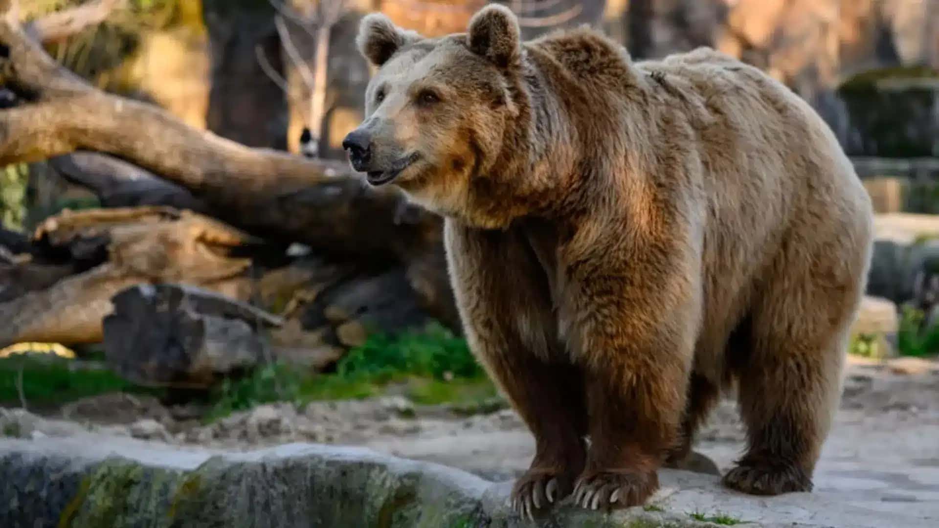 Urso-pardo em área cercada por árvores e vegetação