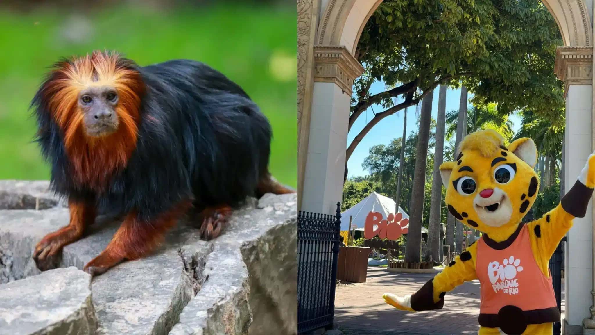 O mico-leão-dourado está entre as novas espécies que chegaram ao BioParque do Rio. A novidade integra as atrações disponíveis para os visitantes durante o mês das crianças, que conta com atividades educativas e oficinas ao longo de outubro.