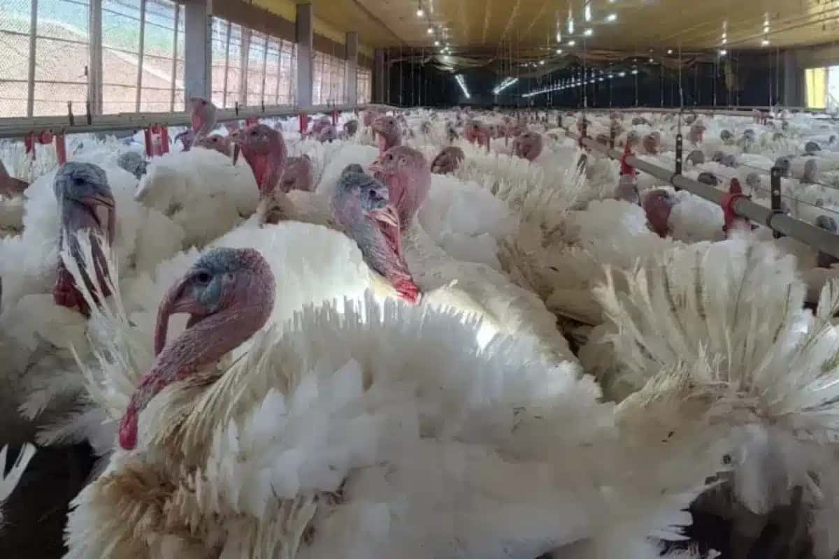 Ministério confirma caso de doença de Newcastle em granja de perus em SC | Foto: Reprodução/CNN Brasil