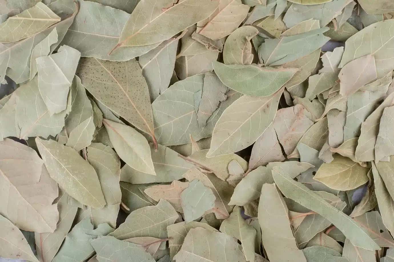 Folhas de louro | Foto: Reprodução/Exame