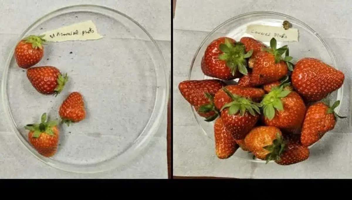 Estudo testa tecido para proteger morangos de insetos e pragas