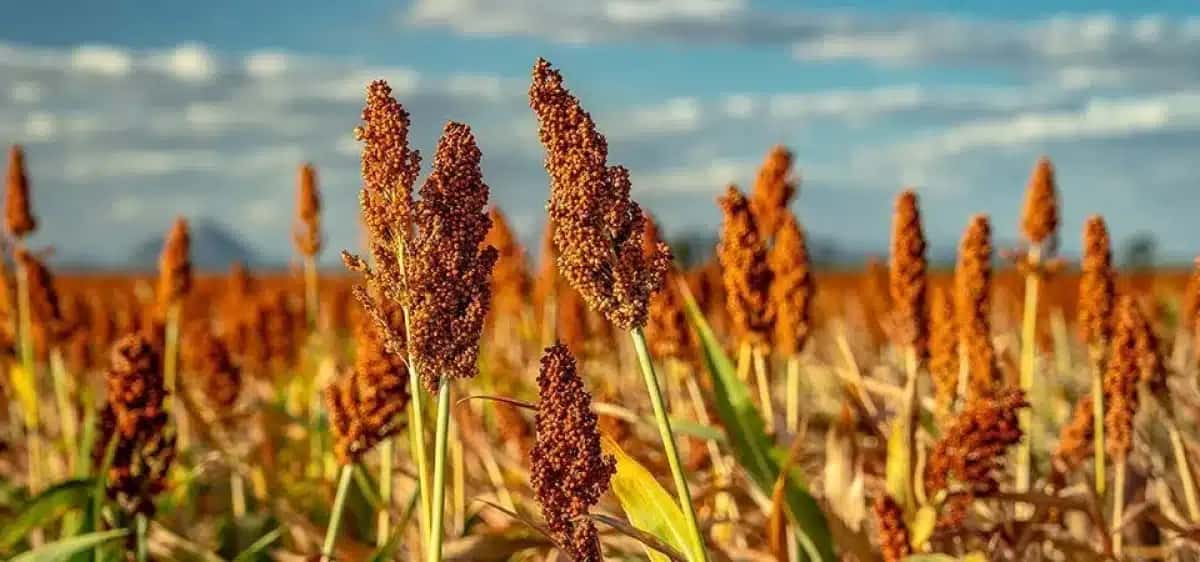 Lavoura de sorgo