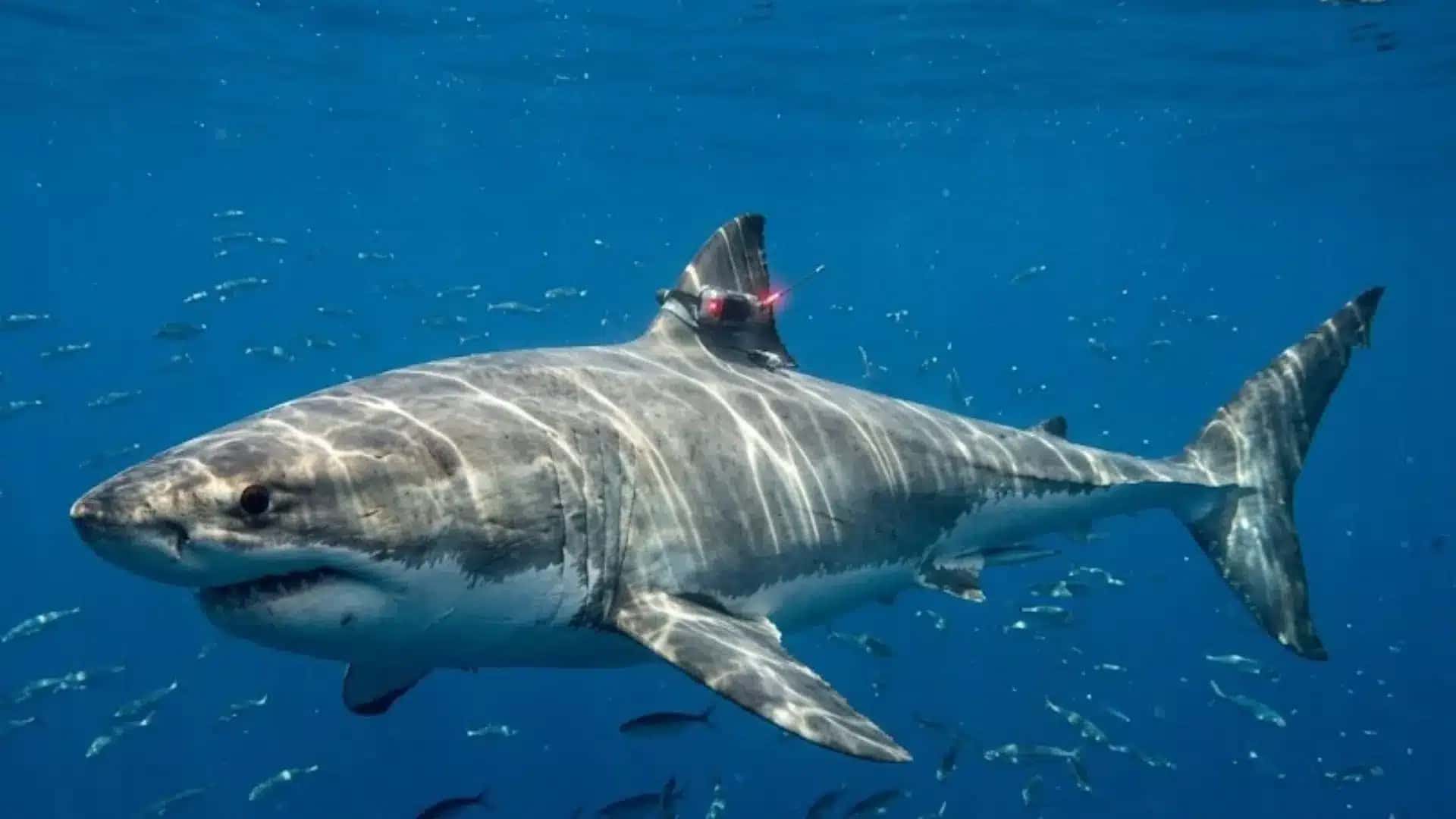 Rastreamento revela rota de tubarão-branco de 750 kg rumo ao norte
