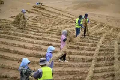 China Reverte Deserto: Legado de Sustentabilidade e Milhões de Vidas Transformadas