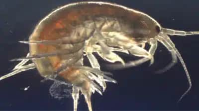 Camarões em rios de Suffolk, no Reino Unido, testam positivo para cocaína e cetamina